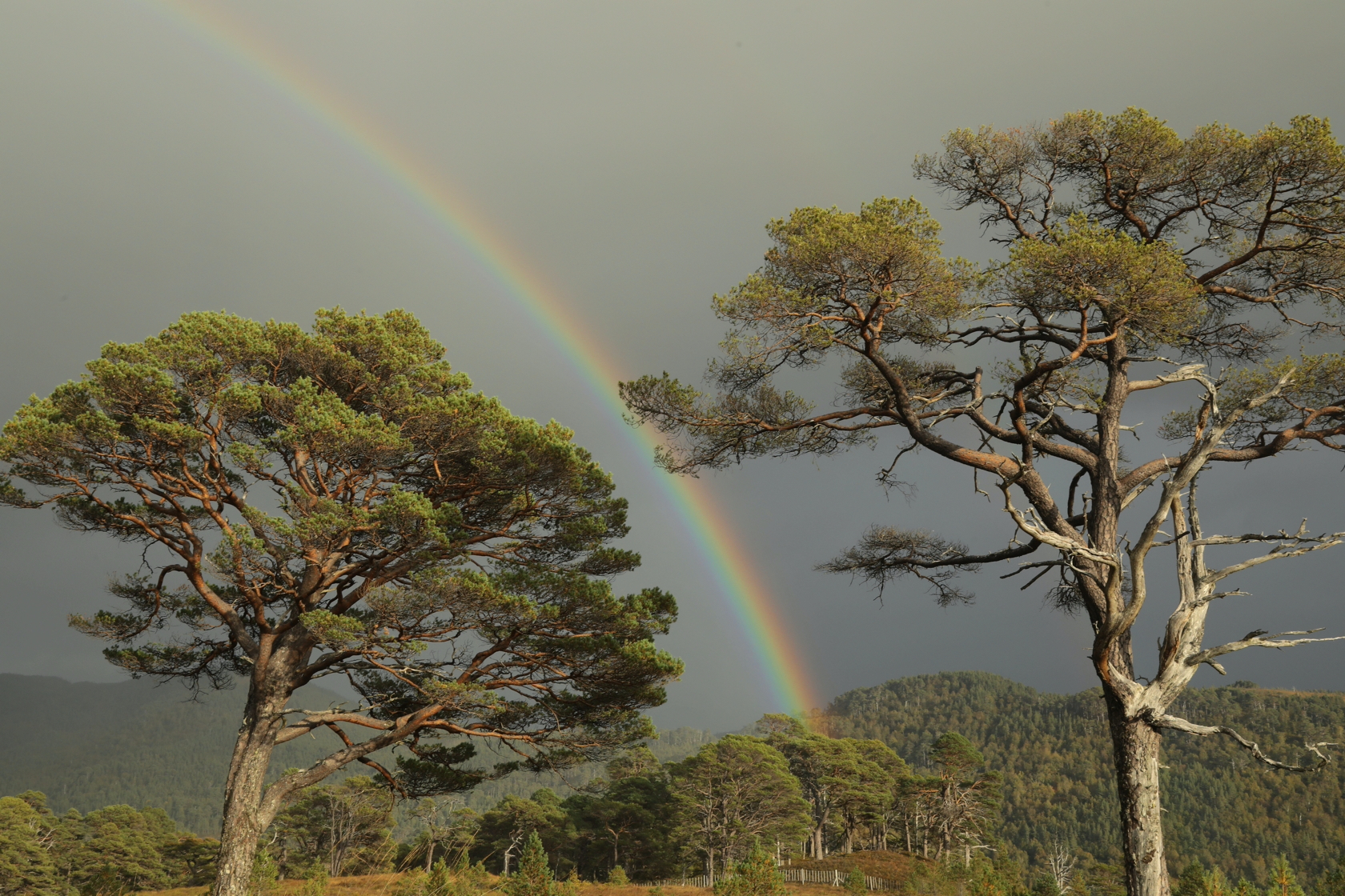 Alan Watson Featherstone