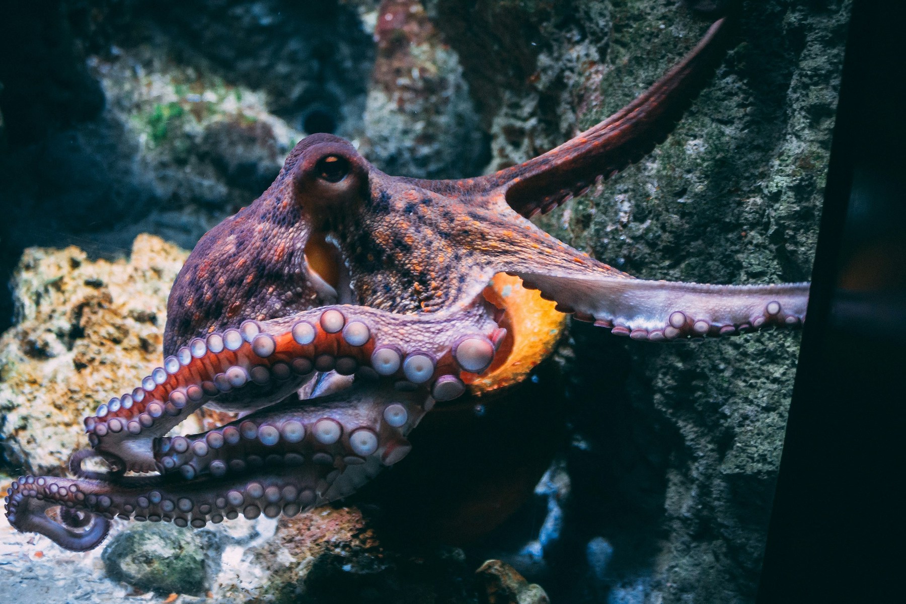 The Octopus