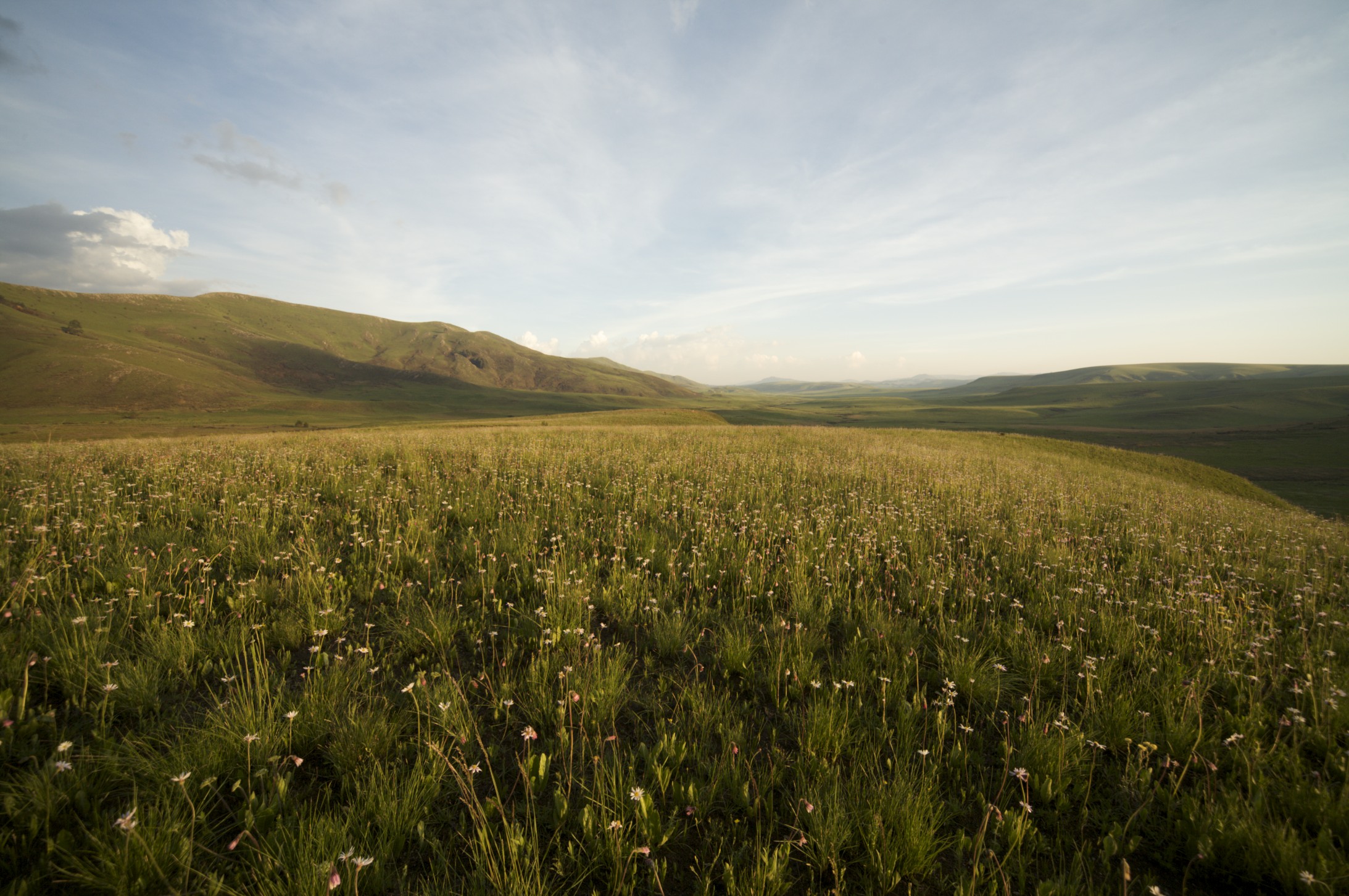 Rosalind Fraser Salter